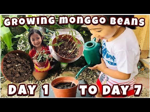 How to Grow Monggo seed (Mung Bean)🌱 at Home | How Plants Grow | What Plants need to Grow