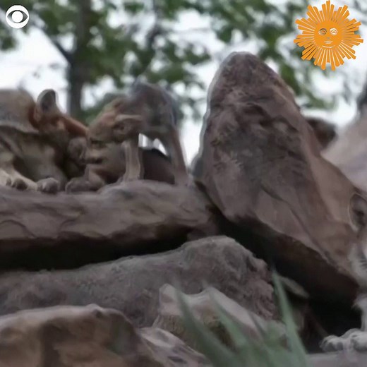 Eight Mexican wolf pups played among the rocks in their enclosure at the Museum of the Desert in Saltillo, Mexico on July 2. This species of wolf is endangered. There are only about 30 of them left in the wild in Mexico, according to the museum. https://cbsn.ws/31IOT6i | CBS Sunday Morning