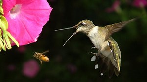 When will hummingbirds be in Tennessee this spring? How to be ready when they come to town