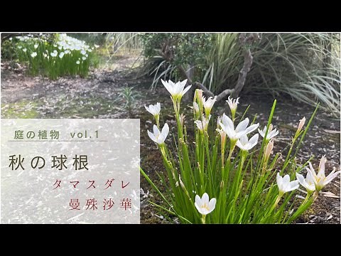 【庭の植物】秋の球根の花