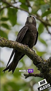 The Common Swift: The Bird That Never Lands