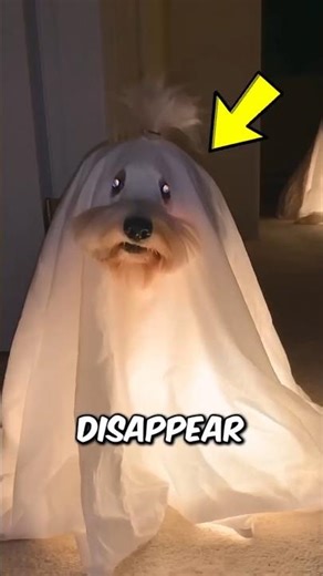 Which One Vanished First? These 3 Animals Disappear Like Ghosts 😱