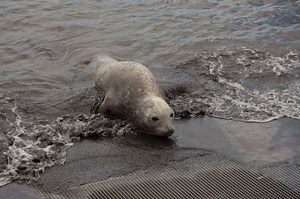 L’éléphant de mer observé près des côtes depuis hier soir