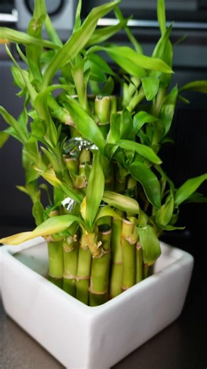 Kolejny Bambus za pół ceny!? 😱🎋 #druk3d #drukarka #3d #bambulab #unboxing #p2s #makerworld