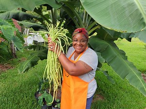 3 Foot Long Beans #bean #beanstalk #vegetables #vegetarian #veggies #vegan #veganfood #food #foodie #foodlover #foodblogger #garden #gardening #gardener #gardenlife #homestead #harvest #harvesttime #massive #long #deliciousfood #cooking #recipe #preserve #healthyfood #fypシ゚viral #fypシ #fypage #lifestyle #fyp #love #selfsufficient #organic #nature #winning #blessedandgrateful #blessed #blessings | Black's Tropical Homestead