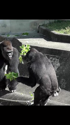 Funny Gorilla Lap - Hilarious Silverback Gorilla Feeding Moment