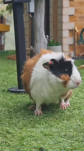 Boo Poo A old video from a few years back #foryoupage #fypシ゚ #funnyanimals | GuineaVale