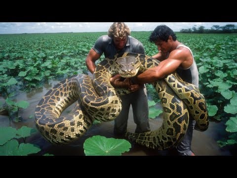 Amazon Giants: The World of Massive Anacondas