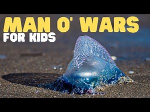 Man o' Wars for Kids | Learn all about these strange animals