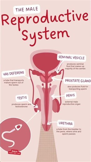 male reproduction system #science#scienceexperiment#shorts#trending#shortsfeed#aestheic#shortsfeed k