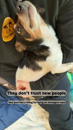500K views · 1K reactions | We know there are some misconceptions when it comes to adopting a rescue dog, so we are here to help answer some of them for you with this very informative (and ADORABLE) video  Drop us a comment or message if you have any questions about adopting from Dogs Trust, and we will do our best to answer them 殺 #adoptadog #rescues #puppies #ireland #thursdayvibes | Dogs Trust Ireland | Facebook