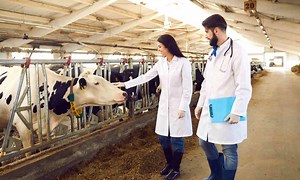 Livestock Export Companies | Australia's Livestock Exporters