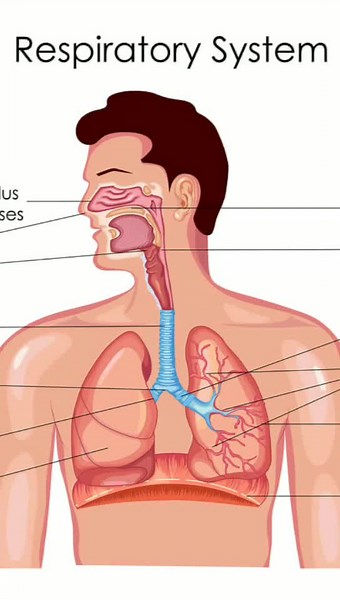 organ systems#organsytem #scienceeducation