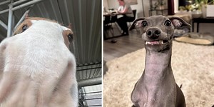 25 Animals Acting Rather Strangely