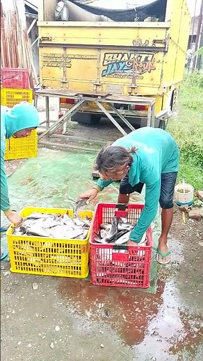 process of weighing catfish #shorts