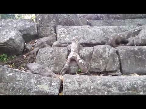 テレビ朝日「ナニコレ珍百景SP」和歌山城の階段を登るように見える木