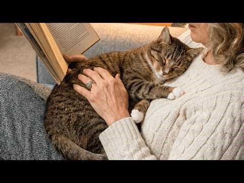 When Your Cat Turns Into Your Personal Heater 😹 Cute & Funny Cat Moments
