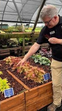 This Heuchera Is Unlike Anything You've Seen