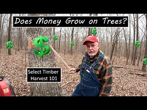 Project 291; Can we make money on this? How the process works for a select cut timber harvest