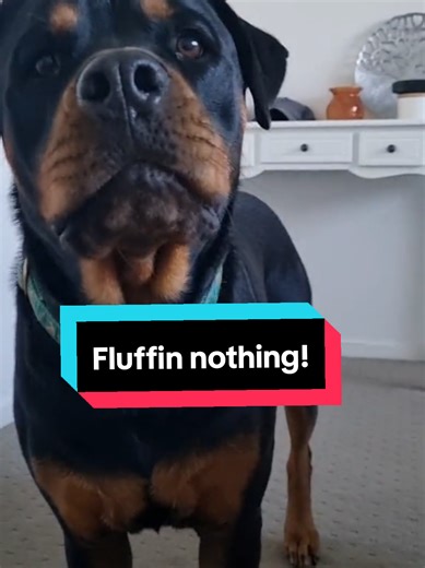 Rude Doggie Moments: Misha's Cranky Day Revealed