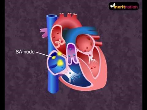 How your heart works - Cardiac Cycle