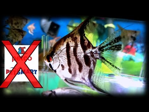 Why you should not buy your fish from Petco or petsmart!