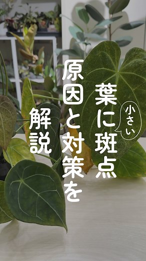 くりと｜観葉植物のことを分かりやすく発信 on Instagram: "葉に小さい斑点が出る原因と対策について解説！ ・斑点の正体は？ →ハダニちゃんです。ナミハダニがおおいかと！ ・葉っぱで何してるのハダニちゃんは。 →樹液吸ってます ・放っておいたらやばい？ →広がる前に対処したほうがいい。葉が掠れて鑑賞価値は落ち、光合成効率も悪くなる。 ・出現する原因は？ →基本卵が潜んでると思って欲しい。だから僕のように頻繁に植物お迎えしている人は常にハダニの脅威に晒されます。ちなみに環境は30度40〜50％くらいの湿度の時に爆増します。体感的には湿度はもっと高くてもめっちゃ増える。 ・何か気をつけることある？ →葉水で吹き飛ばし続けると繁殖を抑えられる ・どんな植物でも気をつけたほうがいい？ →付きやすさが実は決まってる。アロカシア全般→カラテアフュージョン系(オルビとムサイカは除く)この2種類はもうハダニのご飯レベルで狙われる。その次はガジュマル、をはじめとした薄葉の樹木系。 ━…━…━…━…━…━…━…━…━…━ 観葉植物について分かりやすく発信中！不明点あれば フォローしてDMへどうぞ
