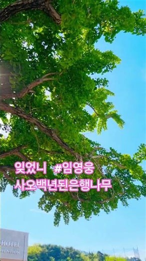 잊었니 #임영웅 #사오백년된 은행나무 #고창석정온천