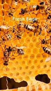 3.9K views · 33 reactions | The Queen started laying eggs  #naturalbeekeeping #beekeeping #beekeepingitreal #beekeepingman #beekeepingsuit | Beekeeping 84 | Facebook