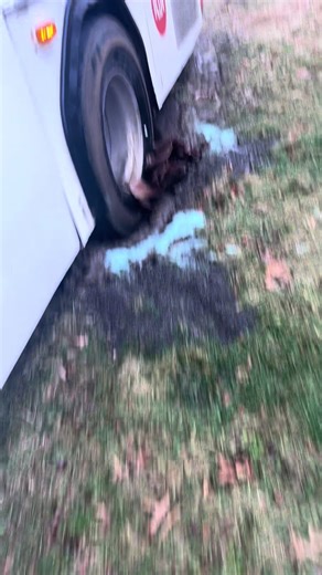 Understanding High-Pitched Voice Differences