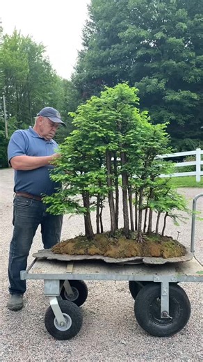 Exploring the Majestic Metasequoia Forest | Bonsai Enthusiast's Paradise