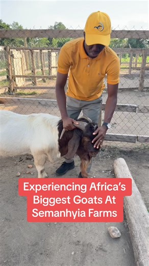 19K views · 233 reactions | Boer Goats are one of the biggest breeds of Goats you can find in Africa and the world. At Semanhyia Farms, we can boast of having these and more, come visit us for an experience #farminginafrica #semanhyiafarms #semanhyiagrass #goatfarming #livestockfeed #goatfarming #startafarm #farmsetup #healthyanimals | Farming In Africa | Facebook