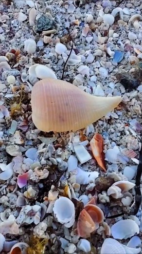 11K views · 6 comments | Can you believe this? ⬇️ . Paper fig shells...