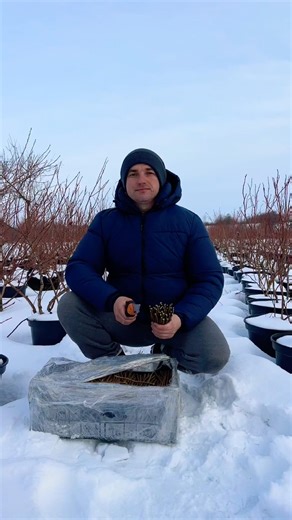 Blueberry cuttings for rooting #blueberry #blueberryplantation #blueberrybusiness #blueberry