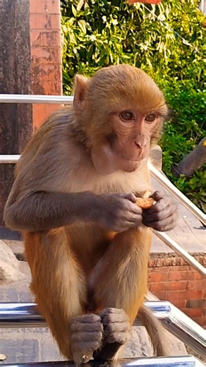 Monkey like to eat biscuit #monkey #bandar #feedingbiscuits #punch