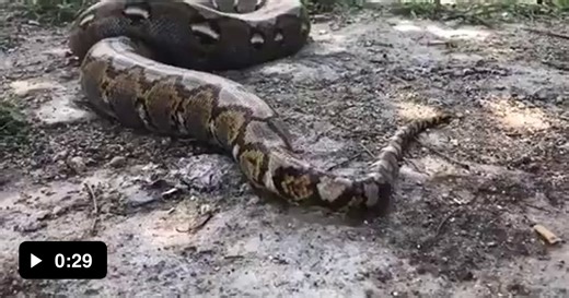 Snek pooping with sound - Video