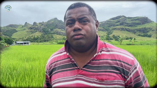 63K views · 1.3K reactions | Watch the  to hear Tomasi Raiula's story. He is a 41 year old rice farmer in Vunivutu, Labasa who started rice farming three years ago and has never looked back since. #growingagriculture #foodandincomesecurity #growingfiji #StrengtheningCommunities | Ministry of Agriculture and Waterways Fiji | Facebook
