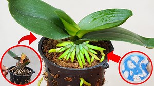 32K views · 2.1K reactions | Unlock the Secret to Spectacularly Reviving Your Dead Orchid Garden | Diy Garden World | Facebook