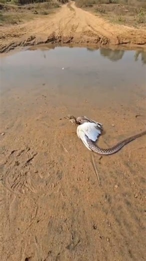 You won't believe what we found on the water's edge#animals