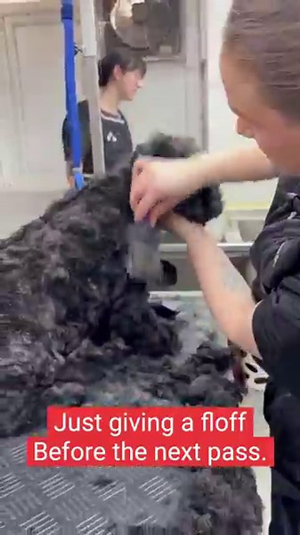 ✨ The 4F Finish: Clipping with Precision Using the Clipit Quattro ✂️🐾