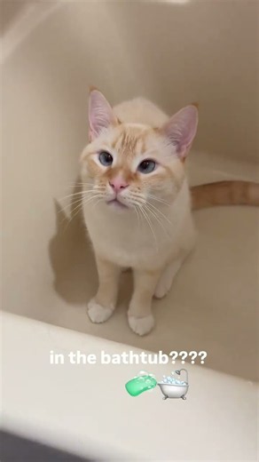 on today’s episode of “why you in the bathtub” 🧼🛁 #cutecat #cat #cats #funnycats @momoandgoose