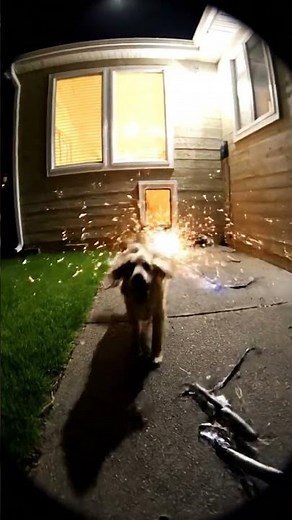 Grey Alien Gets Chased By Family Dog During Abduction