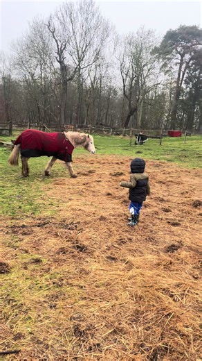 When your a pony and have small children running round your field #pony #horses #fyp