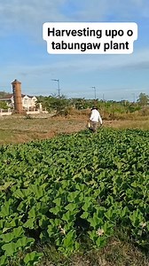 14K views · 165 reactions | Harvesting upo o tabungaw plant #reelsharvesting #reelsvegetables #reelsviralシfb | Brother benny ginez | Facebook