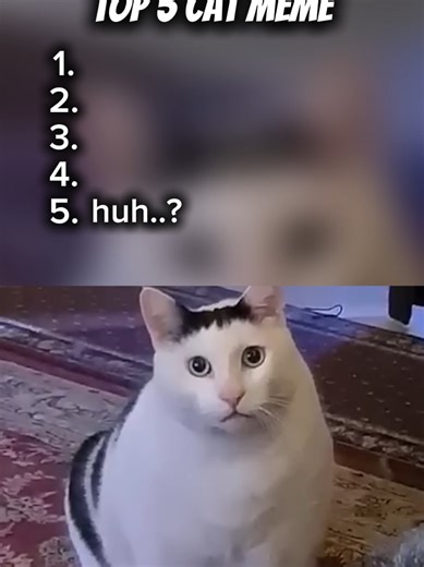 Top 5 Funniest Cat Memes You Can't Miss
