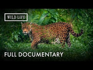 Colombia: Where the Andes Meet the Amazon | Wild Colombia: Lost Eden | Full Documentary