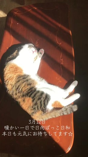 #猫動画 #ねこ好きさんとつながりたい #ねこかふぇ #猫可愛い #ねこのきもち #猫 #猫カフェしゃりる #推し猫部 #猫好きの輪を広げよう #ネコ好き #ねこすたぐらむ #猫動画に癒される #ねこどうが #猫好きな人と繋がりたい #猫好き #catstagram_japan #cats🐱 #ねこカフェ