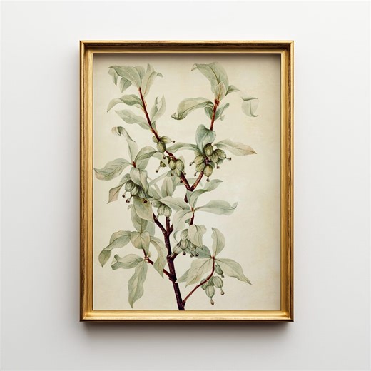 Vintage Silverberry Botanical Print | Cottagecore Wall Art | Neutral Floral Illustration | Farmhouse Decor | Antique Plant Nature Lover Gift - Etsy