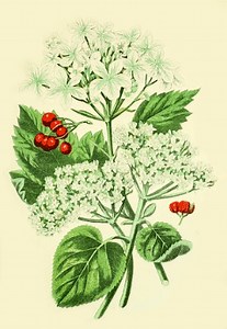 Калинка - (Kalinka)  - Russia