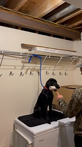 Gator killing it on the Force Fetch Table | Dillon’s Trophy Retrievers